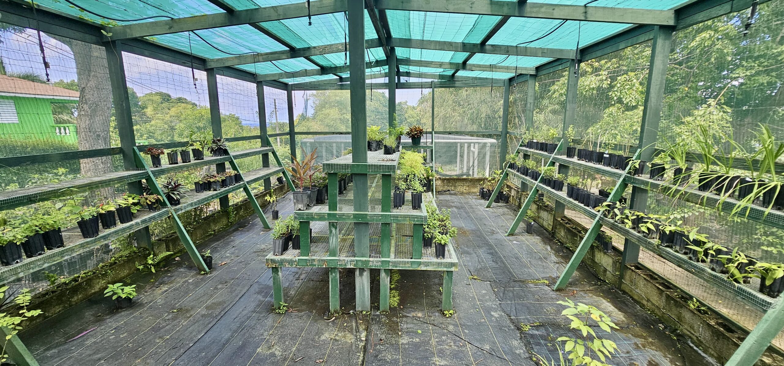 Wide shot of healthy green plants in our endemic plant propagation unit.