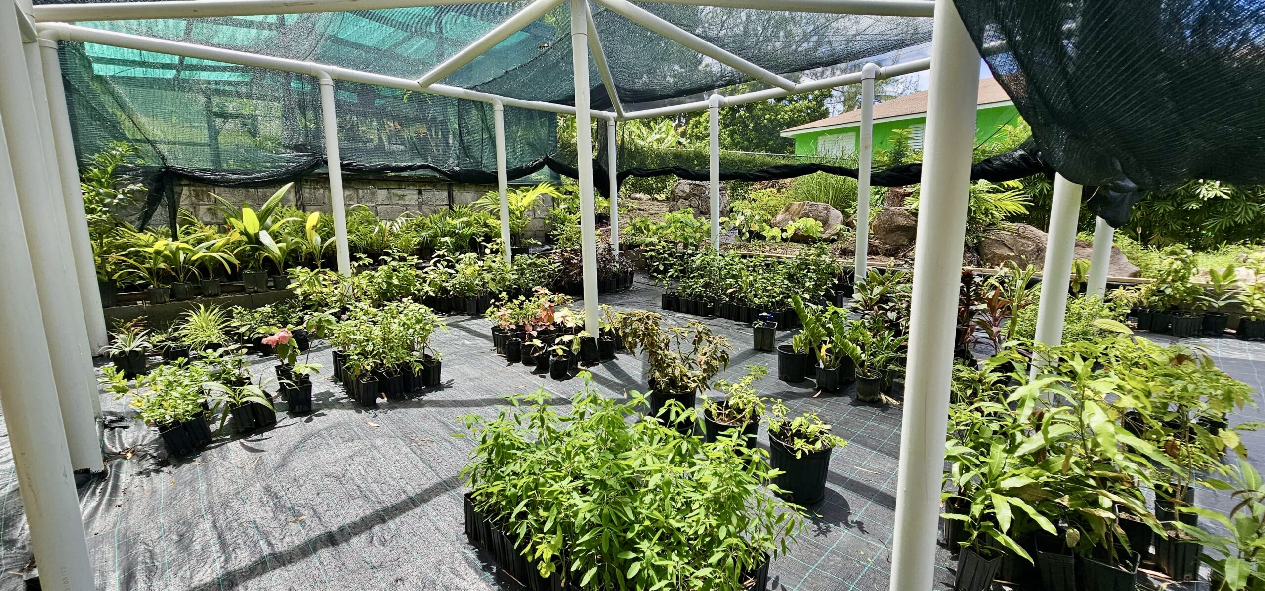 Potted green plants flourishing in a net-covered nursery.