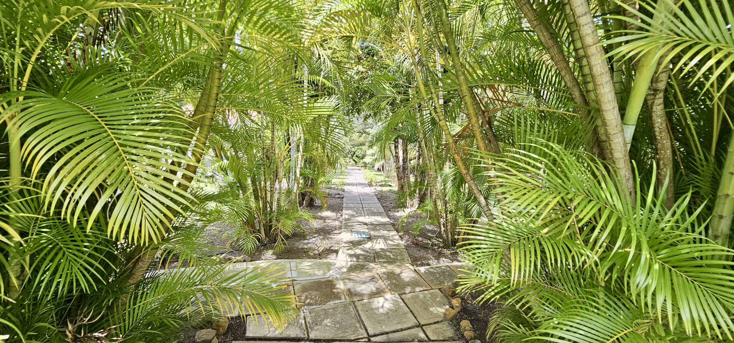 Longshot of a path leading between palm trees on a sunny day