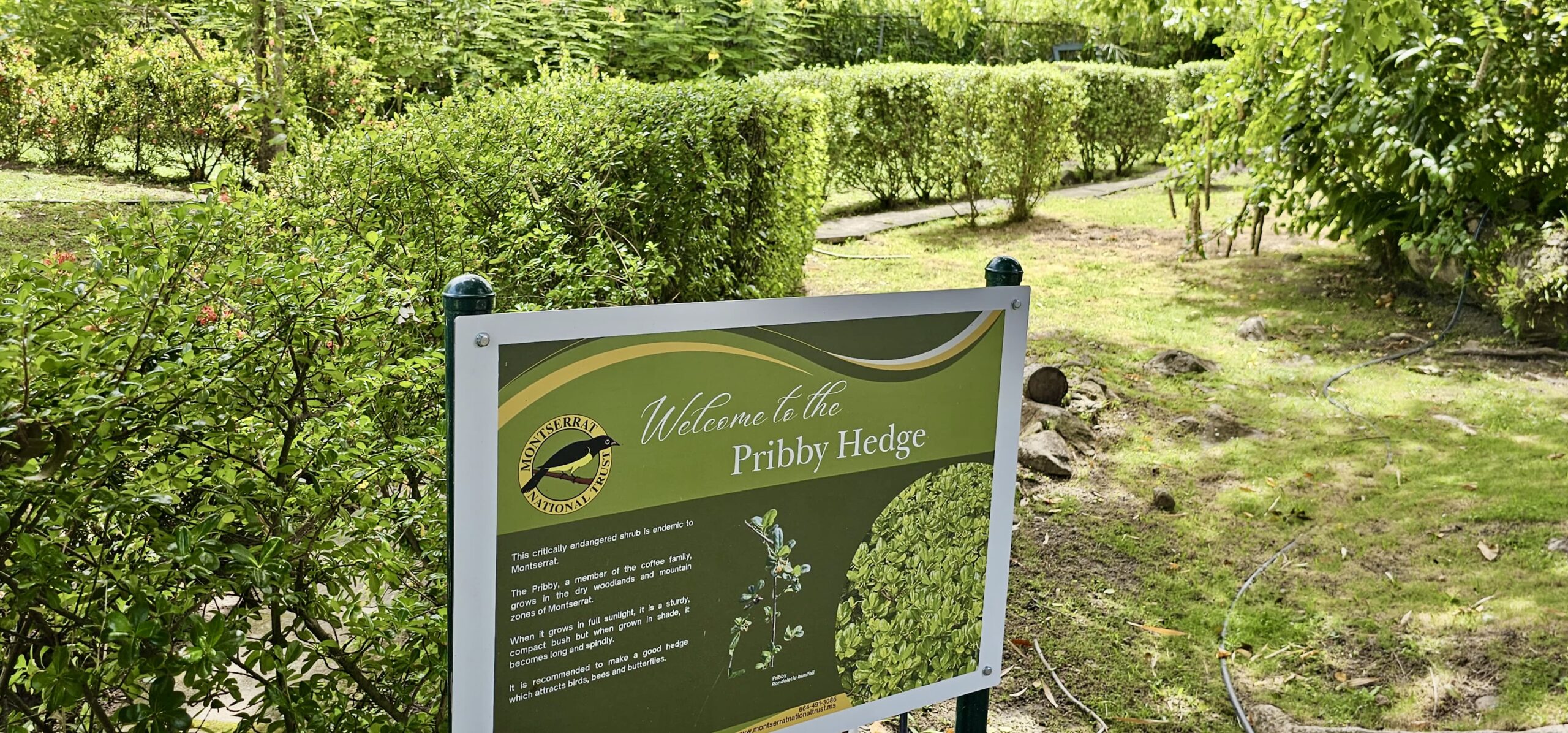 Long shot of a "Pribby Hedge" sign with a low, yellow-green hedge snaking into the distance. 