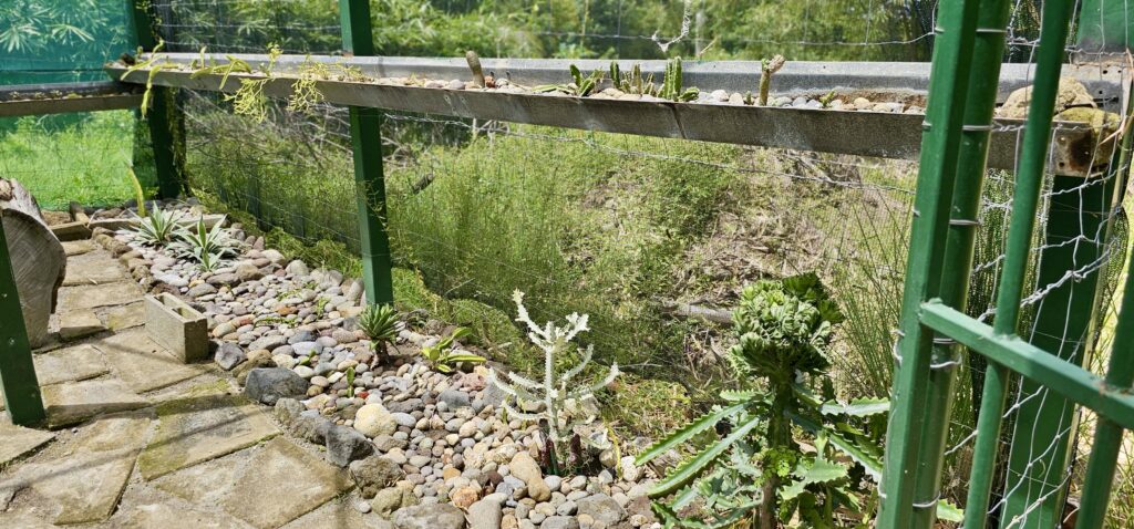 View of sparse green and silver cacti and succulents in a net-covered greenhouse. 