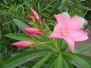 Botanic garden