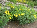 alamanda