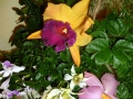 Irchids from trinidad