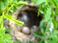 Yellow warbler nest